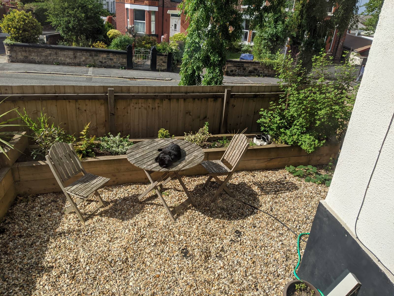 Rare English sun in my garden (plus cats)